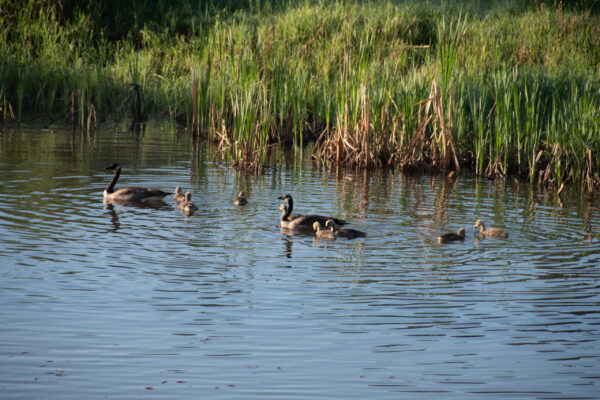 Geese on our pond