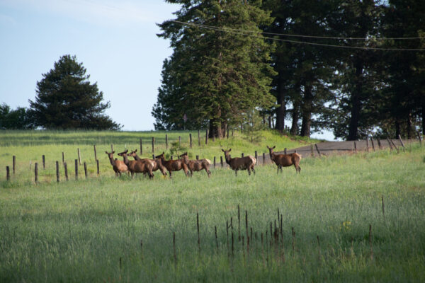 Elk in our field
